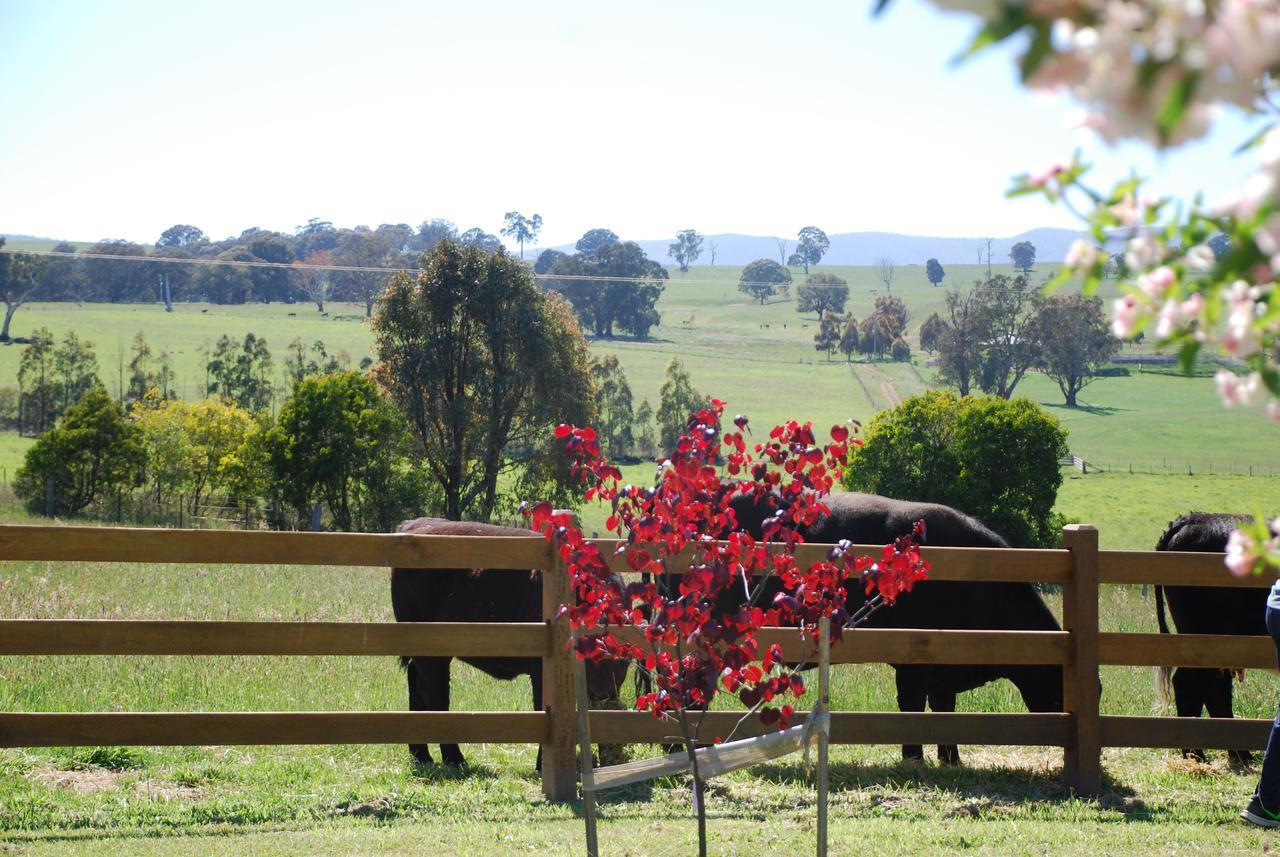 Bluegum Ridge Cottages Merrijig Extérieur photo